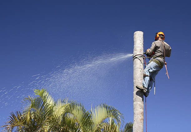 How Our Tree Care Process Works  in  Oakdale, LA