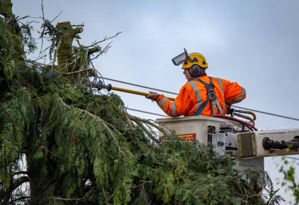 Best Storm Damage Tree Cleanup  in Oakdale, LA