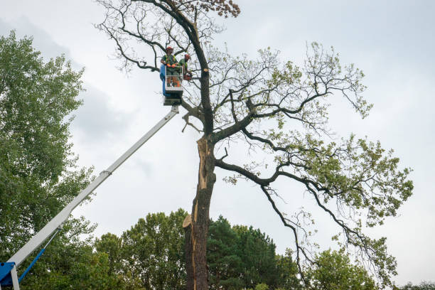 Best Tree Risk Assessment  in Oakdale, LA