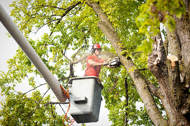 Reliable Oakdale, LA Tree Services Solutions